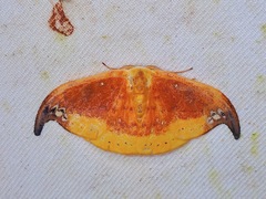 Tridrepana subtusmaculata
