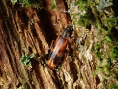 Hypulus quercinus