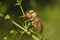 Cicadetta montana