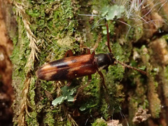 Hypulus quercinus