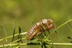 Cicadetta montana