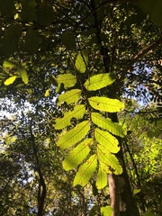 Cupaniopsis flagelliformis