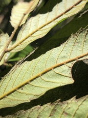 Cupaniopsis flagelliformis