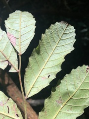 Cupaniopsis flagelliformis