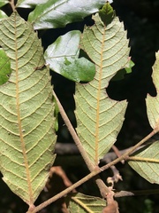 Cupaniopsis flagelliformis