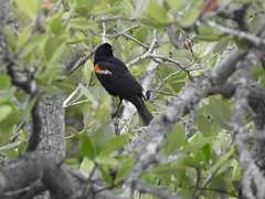 Agelaius phoeniceus image