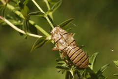 Cicadetta montana