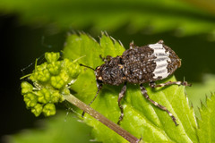 Eurymycter