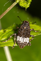 Eurymycter