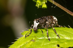 Eurymycter