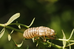 Cicadetta montana