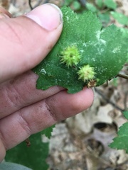 Dasineura crataegibedeguar