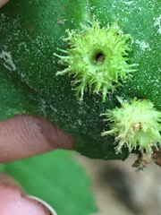 Dasineura crataegibedeguar