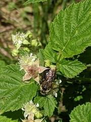 Andrena vicina