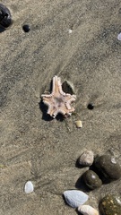 Astropecten armatus