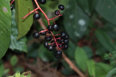 Ardisia compressa