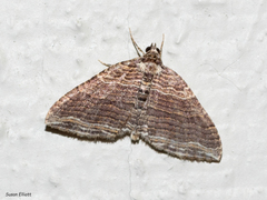 Anticlea multiferata