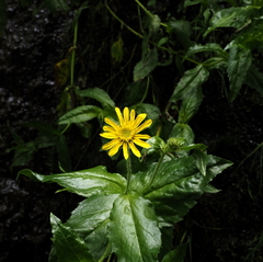 Arnica amplexicaulis