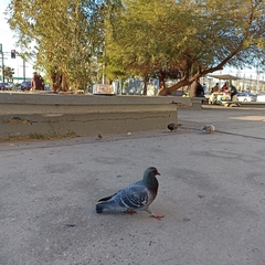 Columba livia