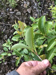 Viburnum cassinoides image