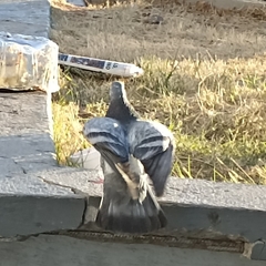 Columba livia