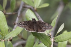 Erynnis meridianus