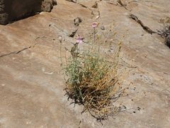 Penstemon fruticiformis