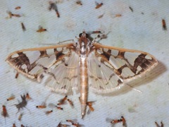 Polythlipta divaricata