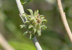Rhopalomyia ericameriae