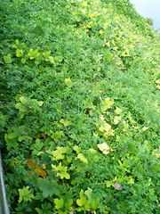 Solanum