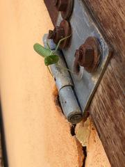 Photiomantis