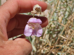 Penstemon fruticiformis
