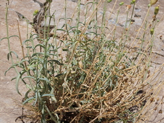 Penstemon fruticiformis