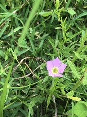 Sabatia campestris