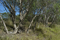 Melaleuca stenostachya