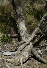 Melaleuca stenostachya