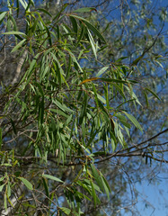 Melaleuca stenostachya