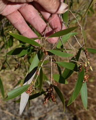 Melaleuca stenostachya