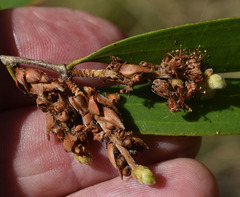 Melaleuca stenostachya