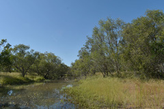 Melaleuca stenostachya