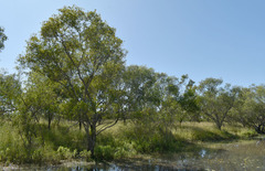 Melaleuca stenostachya