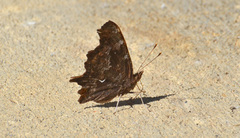 Polygonia oreas