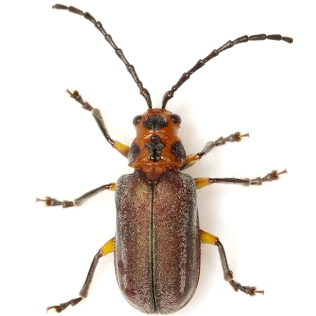 Coastal Coyotillo Leaf Beetle