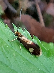 Epimartyria bimaculella