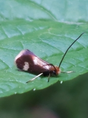 Epimartyria bimaculella