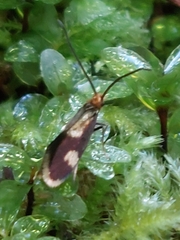 Epimartyria bimaculella