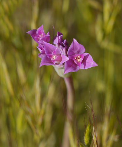 Allium peninsulare var. franciscanum