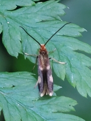 Epimartyria bimaculella