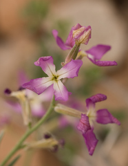 Matthiola longipetala bicornis
