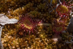 Drosera rotundifolia image